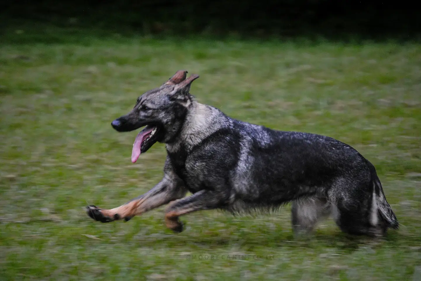 A German Shepherd running full speed through tall grass