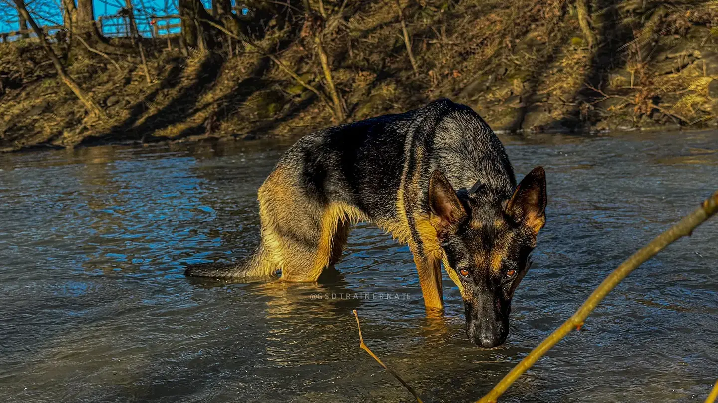 A German Shepherd cooling off in a creek