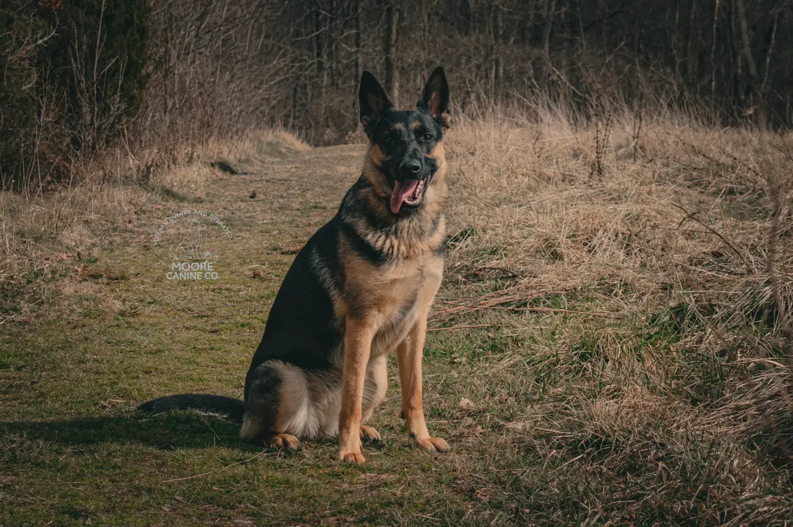 Gina, German Shepherd / Malinois