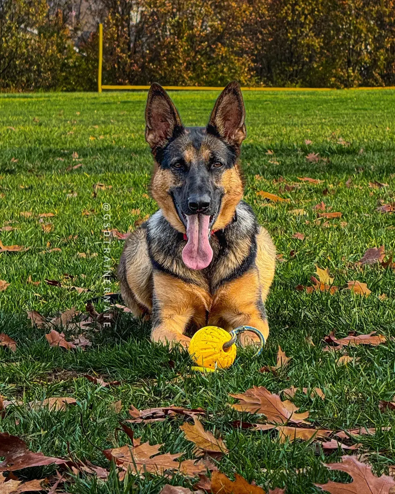 Rosie, German Shepherd