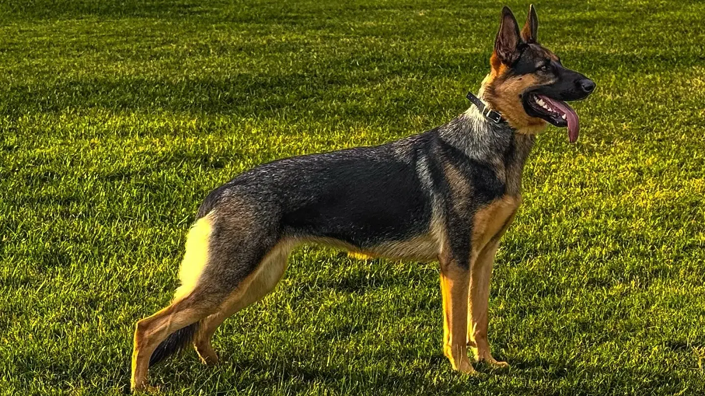 A German Shepherd standing at attention in golden-hour light